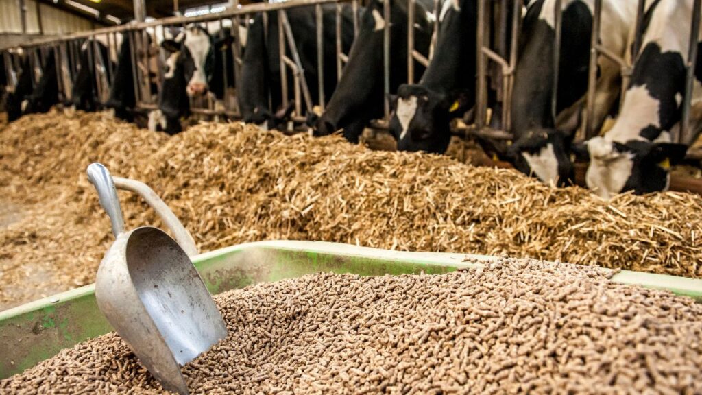 Urea Treated Straw: एक क्विंटल भूसे में चार किलो यूरिया और चालीस लीटर पानी का घोल डालकर 21 दिन तक ढक कर रखने से यह मुलायम, हरे जैसा और पौष्टिक चारा तैयार हो जाता है.