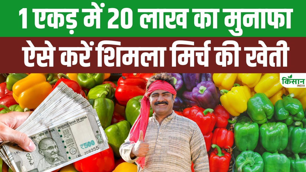 पॉलीहाउस तकनीक से करें शिमला मिर्च की खेती, सालाना हो सकती है 20 लाख तक कमाई