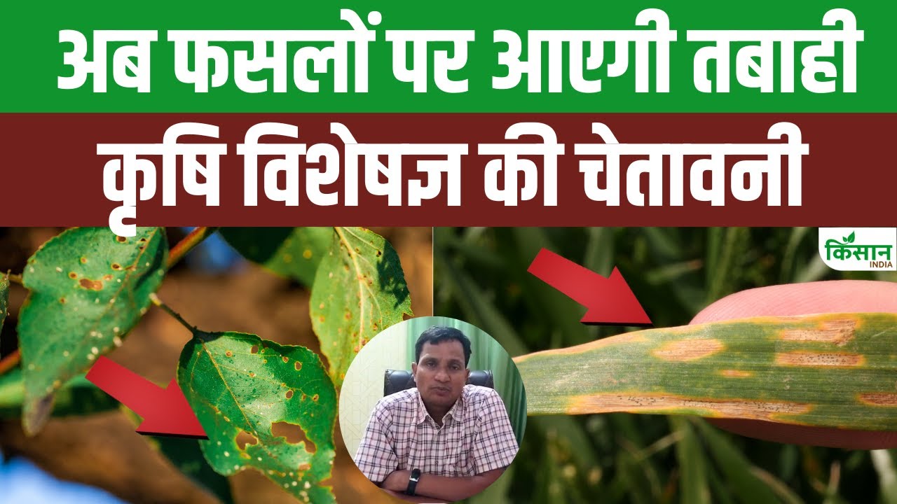 खेत में खड़ी फसलों पर मंडरा रहा बीमारियों का खतरा, कृषि वैज्ञानिक से जानिए बचाव के तरीके