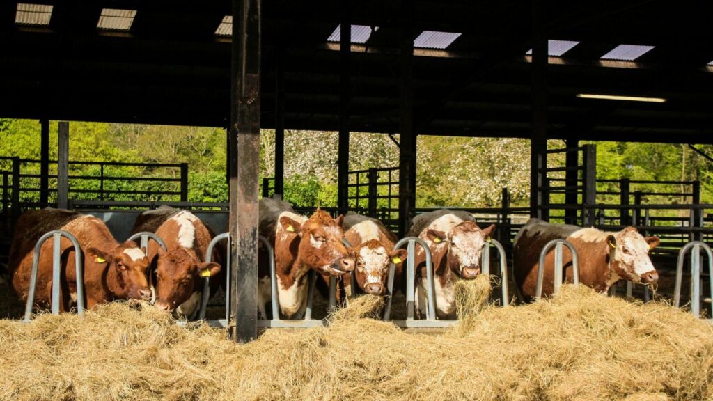 Animal Husbandry Tips: भूसे में मोलास (गुड़ का घोल) मिलाने से चारे का स्वाद और ऊर्जा बढ़ती है, जिससे पशु इसे शौक से खाते हैं और उनकी पाचन क्षमता भी बेहतर होती है.