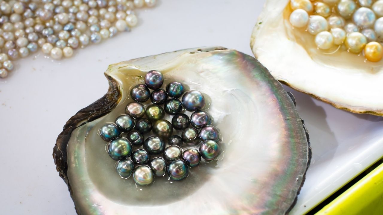 Pearl Farming: मछली पालन के साथ तालाब में ऐसे करें मोती की खेती, एक साथ होगी डबल इनकम