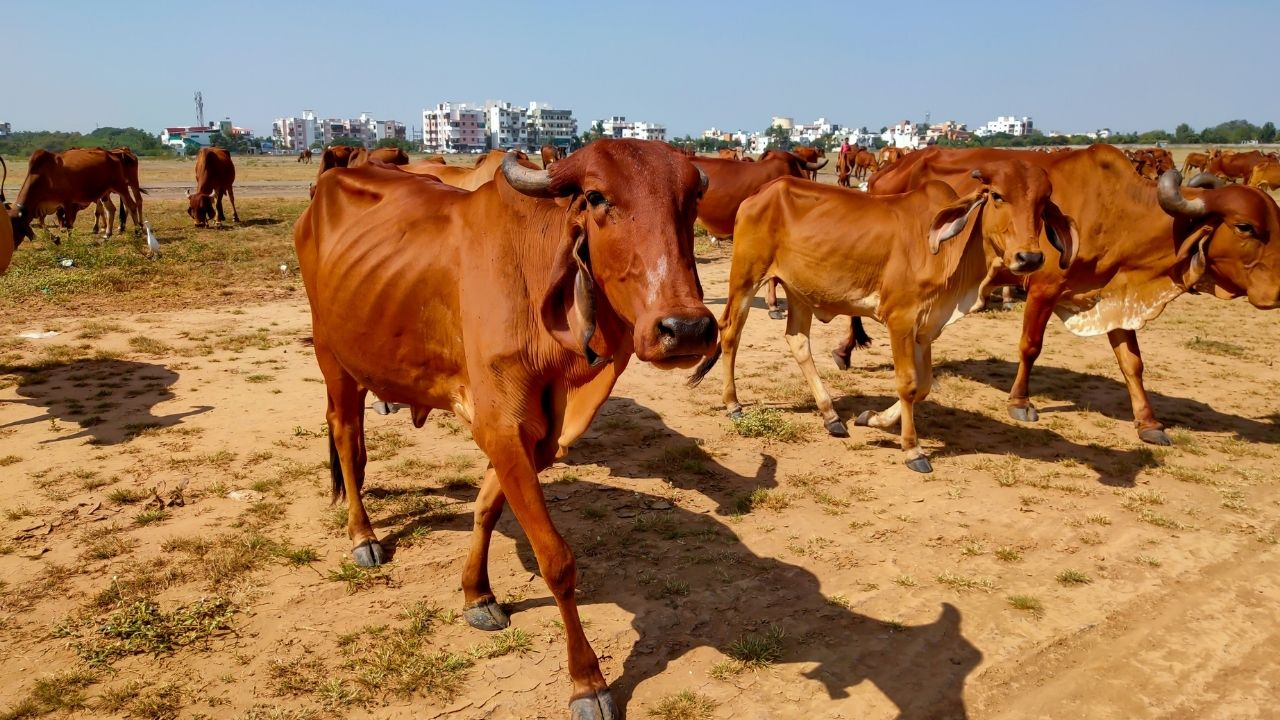 150 रुपये लीटर बिकता है इस खास गाय का दूध, जानिए नस्ल पहचानने और पालन का सही तरीका