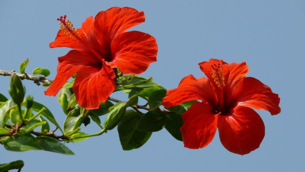 गुड़हल के पौधे को लगातार नमी चाहिए, लेकिन पानी का ठहराव नहीं होना चाहिए. गर्मियों में इसे रोज़ाना पानी दें और सर्दियों में हफ्ते में 2-3 बार पर्याप्त है. ध्यान रखें कि मिट्टी हमेशा हल्की नम रहे, क्योंकि ज्यादा पानी जड़ों को सड़ा सकता है और पौधे को नुकसान पहुंचा सकता है.