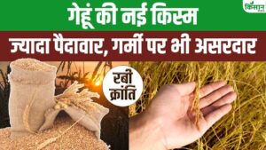 Wheat Variety: गर्मी में भी दे जबरदस्त पैदावार, गेहूं की नई क्रांतिकारी किस्म Wheat Variety: गर्मी में भी दे जबरदस्त पैदावार, गेहूं की नई क्रांतिकारी किस्म