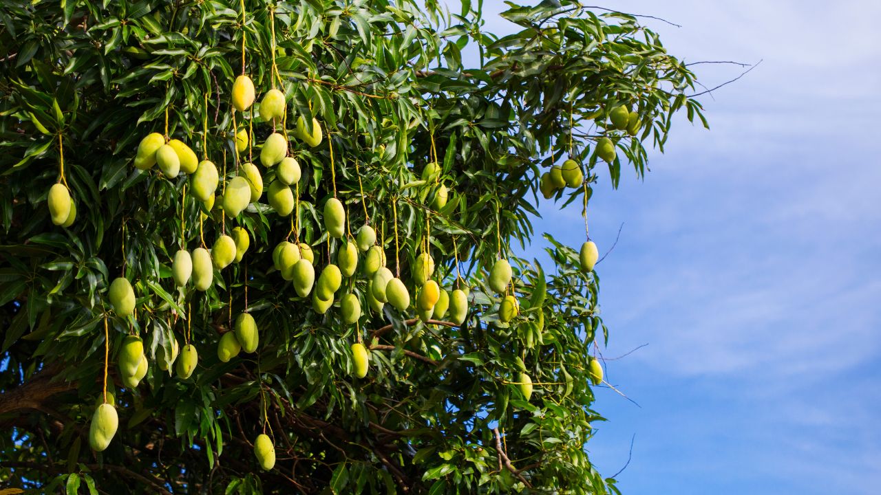 Mango Prices Fall Tamil Nadu Mango Farmers Horticulture Farmer Are Not Harvesting Mangoes