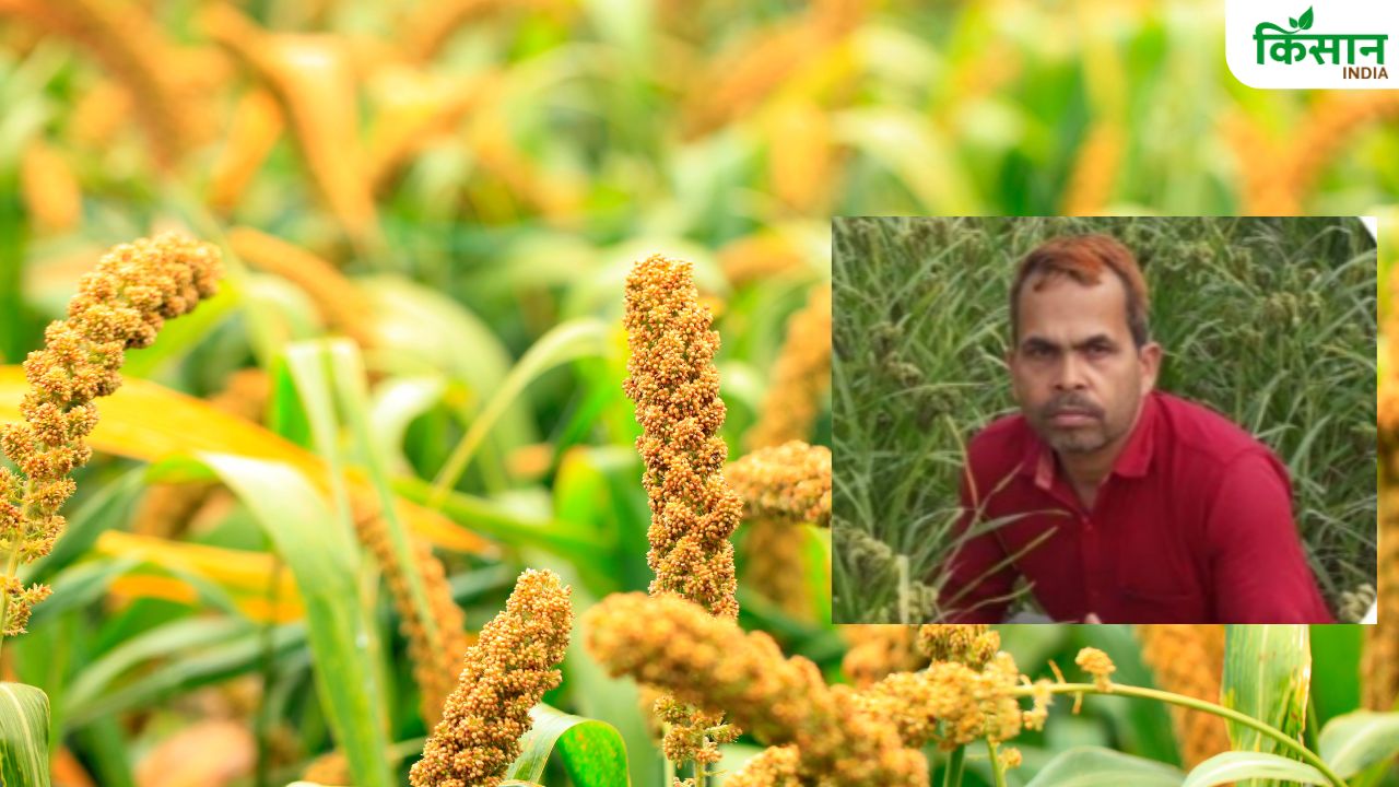 आधुनिक तकनीक की ट्रेनिंग लेकर शुरू की मोटे अनाज की खेती, किसान नृपेंद्र कुमार कर रहे लाखों में कमाई