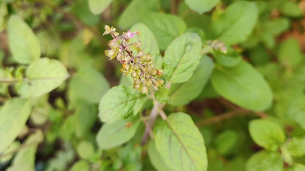 Tulsi Ka Paudha: नवरात्र के समय घर में तुलसी का पौधा लाना अत्यंत शुभ होता है. तुलसी वातावरण को शुद्ध करती है और घर में सुख-समृद्धि का संचार करती है. यह न केवल धार्मिक दृष्टि से महत्वपूर्ण है बल्कि वैज्ञानिक दृष्टि से भी वातावरण को स्वच्छ और शांत बनाए रखने में सहायक है. Tulsi Ka Paudha: नवरात्र के समय घर में तुलसी का पौधा लाना अत्यंत शुभ होता है. तुलसी वातावरण को शुद्ध करती है और घर में सुख-समृद्धि का संचार करती है. यह न केवल धार्मिक दृष्टि से महत्वपूर्ण है बल्कि वैज्ञानिक दृष्टि से भी वातावरण को स्वच्छ और शांत बनाए रखने में सहायक है.