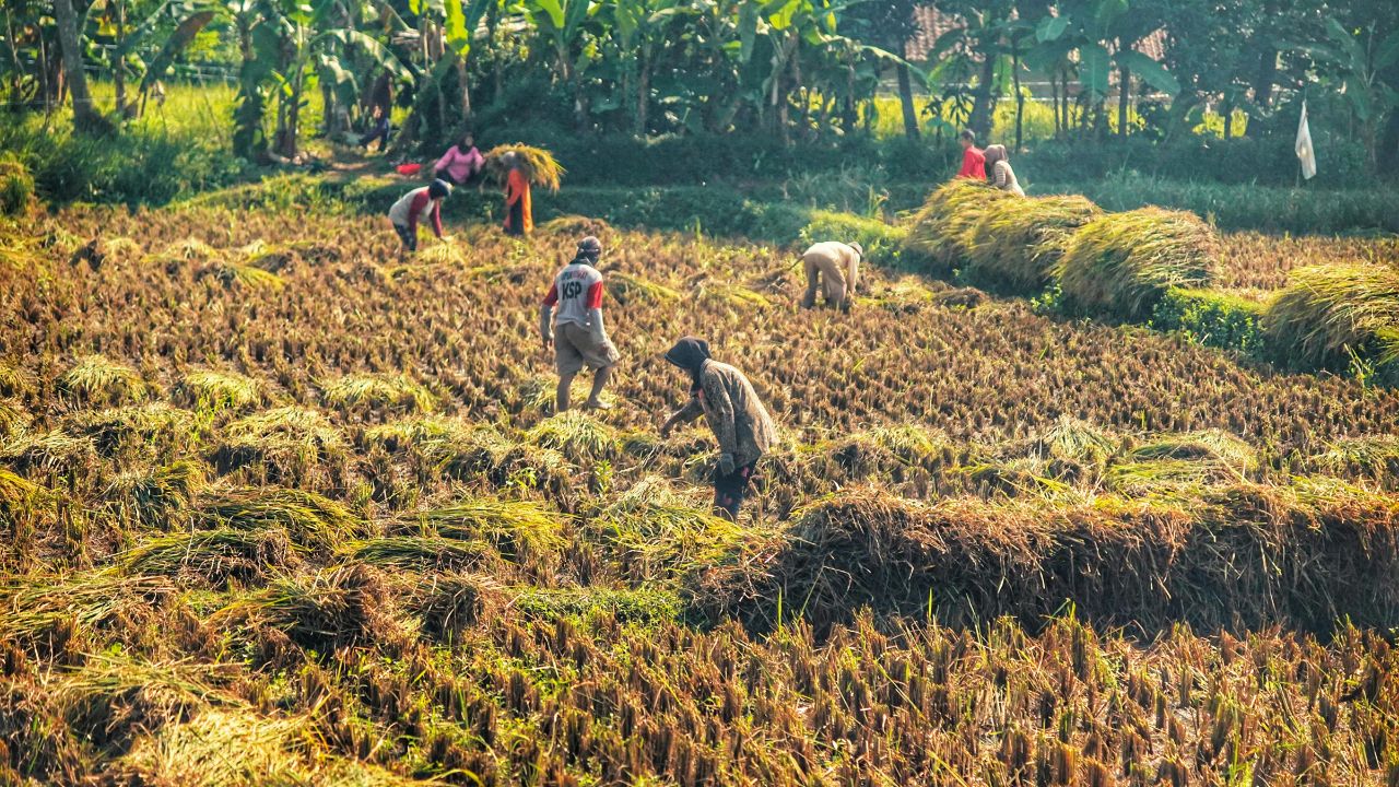 Paddy Harvesting: धान कटाई से पहले किसान रखें इन 4 बातों का खयाल, उपज की मिलेगी अच्छी कीमत