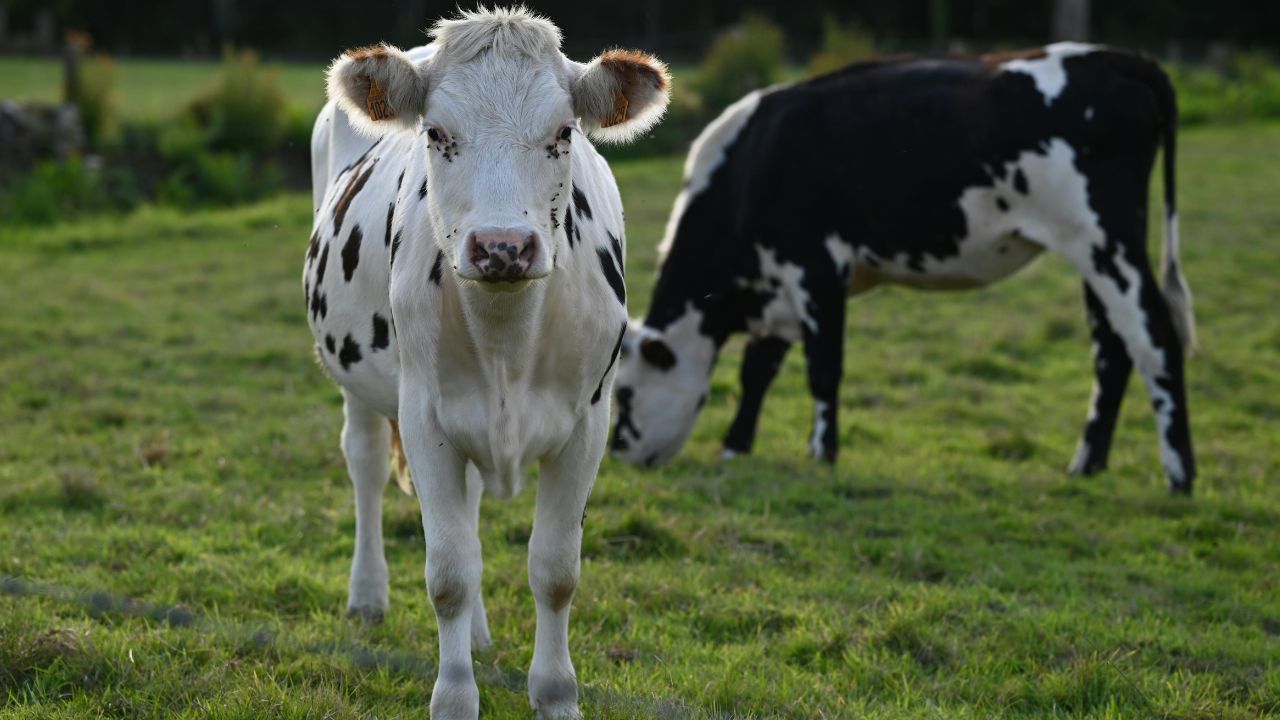 Malvi Cow: खेती के साथ अपनाइए इस गाय का पालन, रोजाना देती है 12 से 15 लीटर दूध