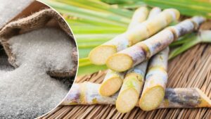 चीनी और गुड़ पर सरकार का फैसला किसानों की बढ़ाएगा कमाई, 5 करोड़ गन्ना किसानों को होगा फायदा चीनी और गुड़ पर सरकार का फैसला किसानों की बढ़ाएगा कमाई, 5 करोड़ गन्ना किसानों को होगा फायदा