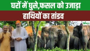 केरल में हाथियों का आतंक, फसल बर्बाद..डर के साये में जी रहे किसान केरल में हाथियों का आतंक, फसल बर्बाद..डर के साये में जी रहे किसान