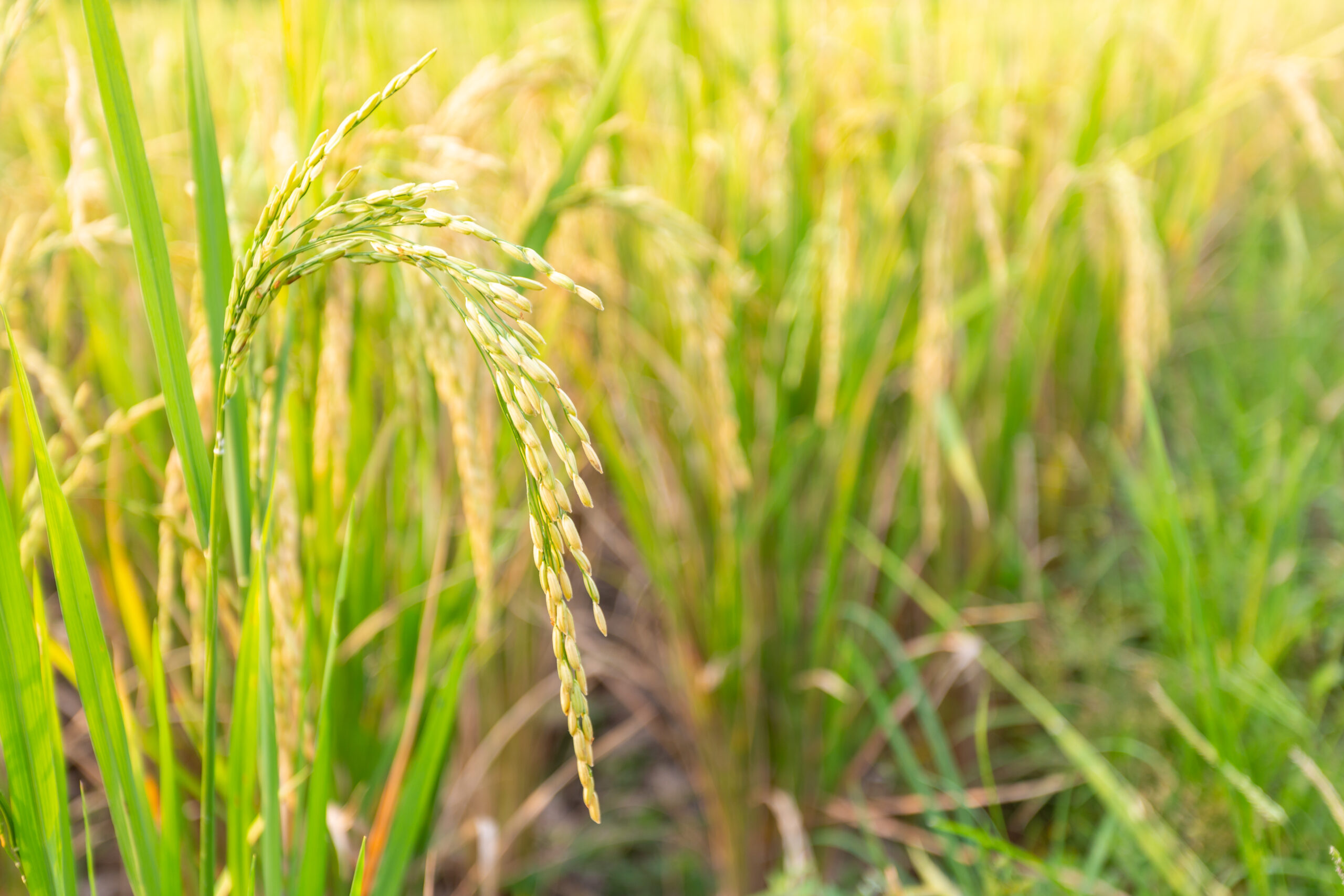 Best Paddy Seeds: धान की बेस्ट 10 किस्में, जो कम पानी में देती है ज्यादा उपज