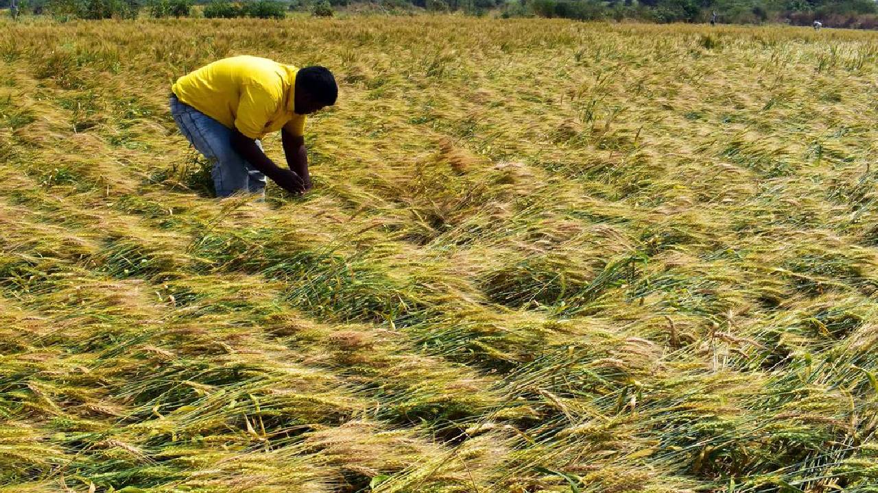 राजस्थान के बाढ़ पीड़ितों के लिए 2600 करोड़ राहत पैकेज जारी, 43 लाख किसानों के खाते में पैसा पहुंचना शुरू