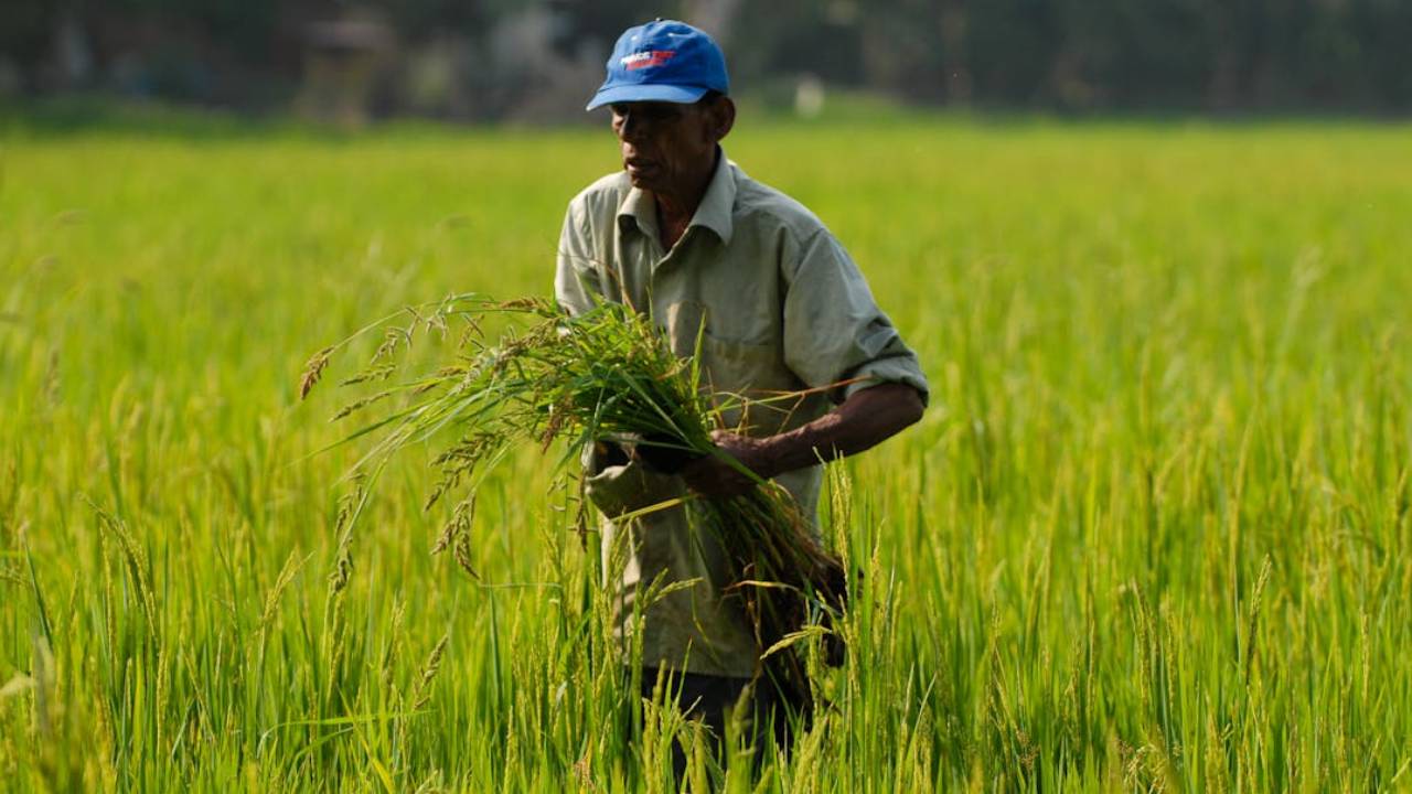 खरीफ 2025: मध्य प्रदेश में मक्का और उड़द का रकबा बढ़ा, ज्यादा बारिश के बावजूद सोयाबीन-कपास में गिरावट
