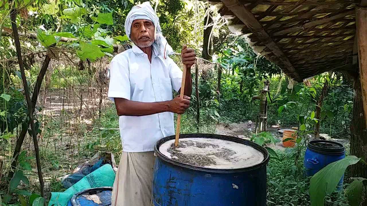 गोबर-मूत्र से बनेगी सुपर फसल, जानिए जीवामृत बनाने का आसान तरीका