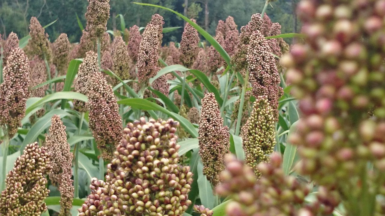 MSP पर धान, ज्वार-बाजरा की खरीद प्रक्रिया शुरू, किसान 15 सितंबर से कराएं रजिस्ट्रेशन