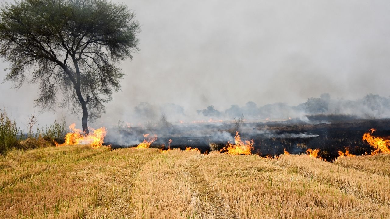 पराली जलाने वालों के खिलाफ सख्त कार्रवाई, ‘रेड एंट्री’ में डाले गए नाम.. अब नहीं मिलेंगी ये सुविधाएं