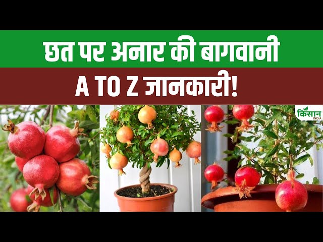 घर पर आसान तरीके से अनार उगाने की विधि, सफल खेती के लिए जान लें जरूरी टिप्स