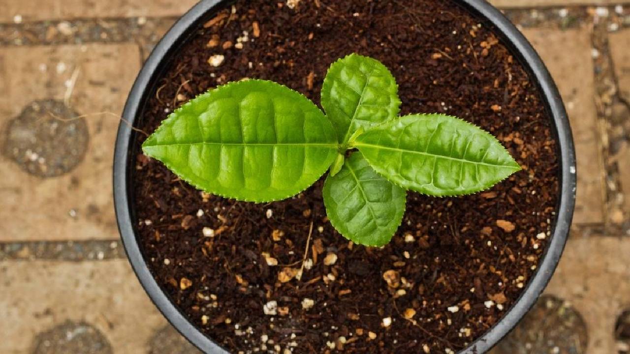 चाय के शौकीन गमले में उगाएं चायपत्ती का पौधा, जानें आसान स्टेप्स
