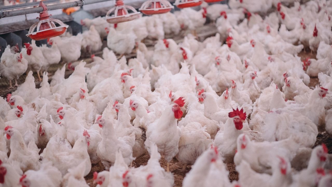 Poultry Business: सिर्फ 6 से 8 हफ्तों में तैयार! जानिए कौन सी मुर्गी दे रही है सबसे ज्यादा मुनाफा