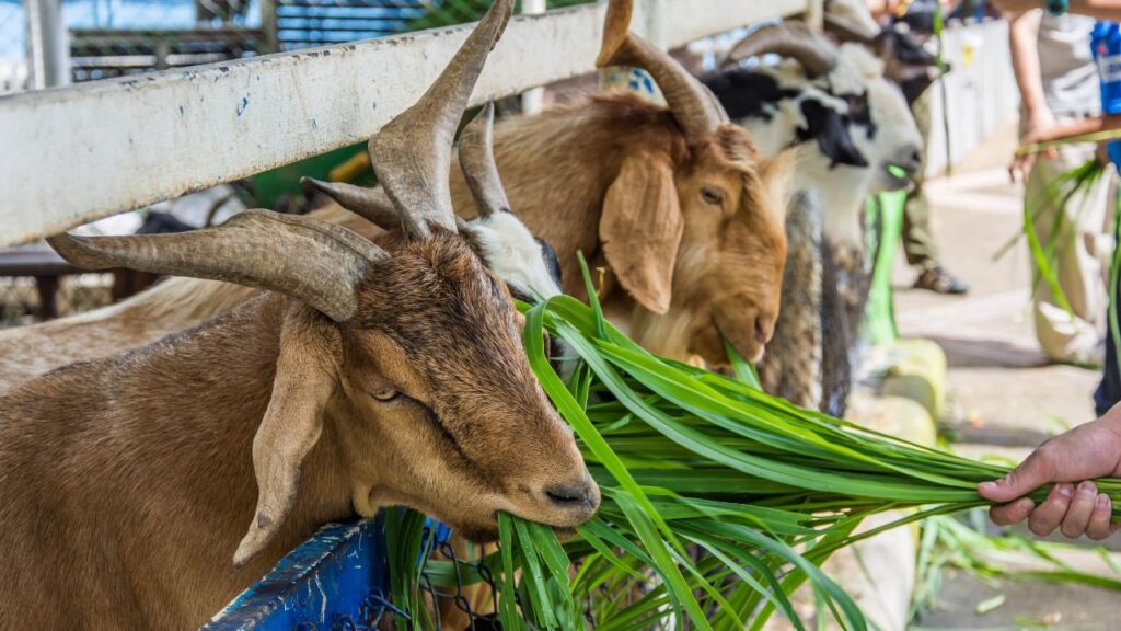 Bakri Palan: बकरी पालन ऐसा व्यवसाय है जो छोटे स्तर पर भी आसानी से शुरू किया जा सकता है. सिर्फ 8–10 बकरियों से शुरुआत कर किसान सालभर स्थायी आय कमा सकते हैं. इसमें ज्यादा जमीन, महंगा शेड या मशीनों की जरूरत नहीं होती.