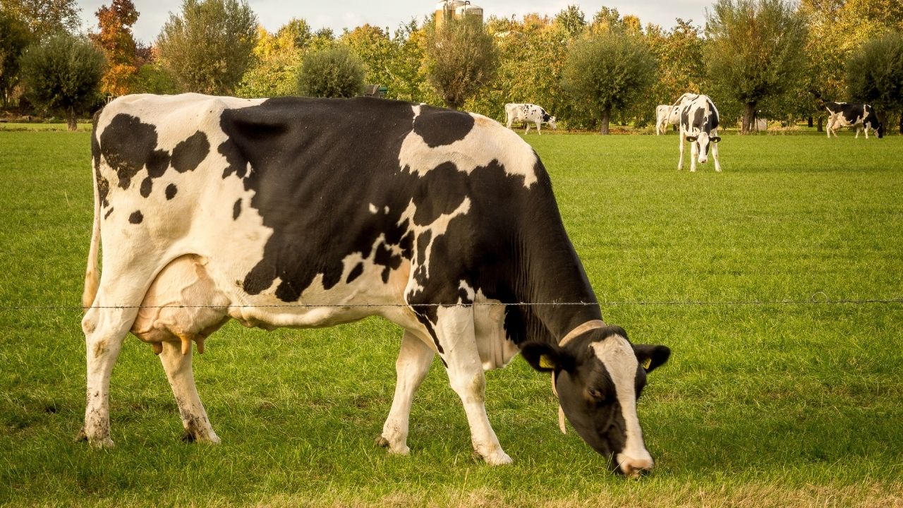World Animal Day: क्यों गाय को माना जाता है हिंदू धर्म में माता, जानें वैज्ञानिक और धार्मिक कारण