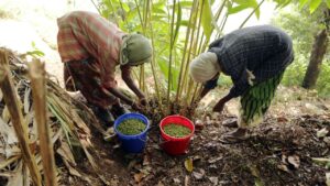 Cardamom Farming: 3 लाख के खर्च पर होगी 12 लाख की कमाई, आज से ही शुरू करें इस फसल की खेती Cardamom Farming: 3 लाख के खर्च पर होगी 12 लाख की कमाई, आज से ही शुरू करें इस फसल की खेती