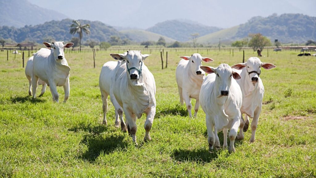 Cow Care Tips: गायों को रोज हरा चारा, सूखा भूसा, खली और साफ पानी देना जरूरी है. साफ वातावरण और रोज सफाई से संक्रमण से बचाव होता है. Cow Care Tips: गायों को रोज हरा चारा, सूखा भूसा, खली और साफ पानी देना जरूरी है. साफ वातावरण और रोज सफाई से संक्रमण से बचाव होता है.