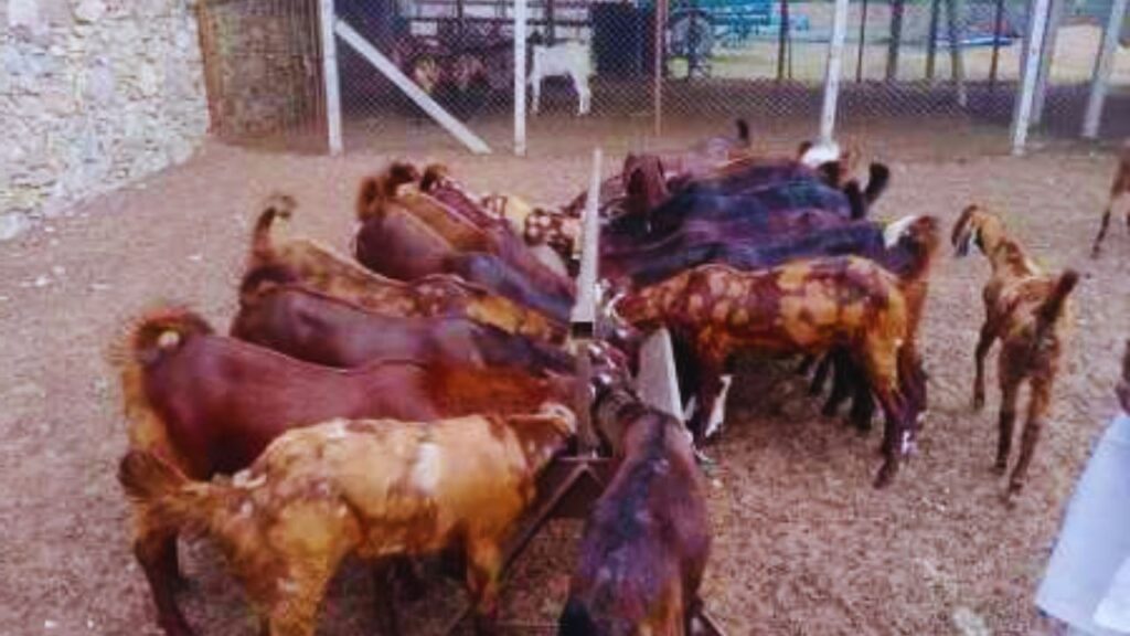 Sirohi Goat: दरअसल, हम बात कर रहे हैं सिरोही बकरियों की जो कि, छोटे और बड़े दोनों तरह के पशुपालकों के लिए बेहद लाभदायक साबित होती हैं. सिर्फ 5 से 6 महीने में ही लागत का दो से तीन गुना मुनाफा दे सकती हैं. इसका मतलब यह है कि जो पशुपालक इन बकरियों का पालन करते हैं, वे छोटे समय में अपने निवेश को दोगुना या तीन गुना कर सकते हैं. Sirohi Goat: दरअसल, हम बात कर रहे हैं सिरोही बकरियों की जो कि, छोटे और बड़े दोनों तरह के पशुपालकों के लिए बेहद लाभदायक साबित होती हैं. सिर्फ 5 से 6 महीने में ही लागत का दो से तीन गुना मुनाफा दे सकती हैं. इसका मतलब यह है कि जो पशुपालक इन बकरियों का पालन करते हैं, वे छोटे समय में अपने निवेश को दोगुना या तीन गुना कर सकते हैं.