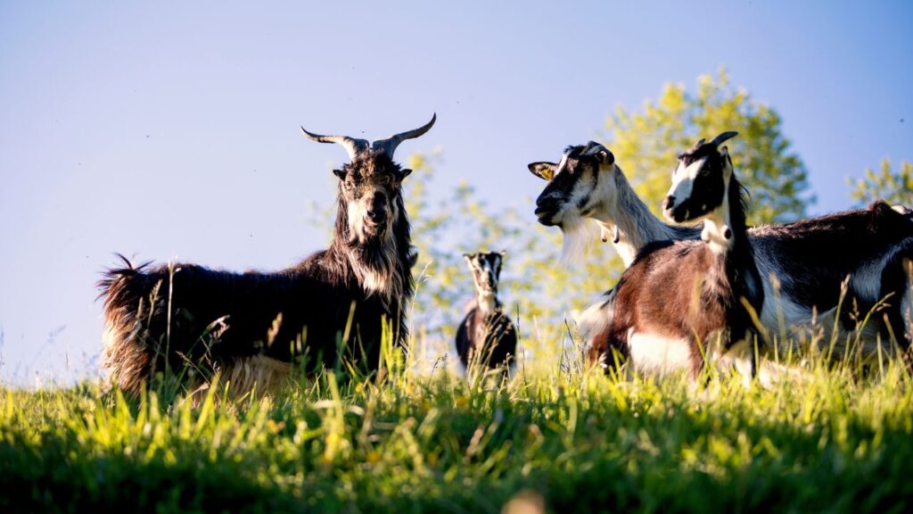 Best Goat Breeds: भारत में जमुनापारी, सिरोही, बरबरी, बीटल और ब्लैक बंगाल नस्लें सबसे ज्यादा लोकप्रिय हैं. जमुनापारी: “बकरियों की रानी” कहलाती है, मटन महंगा बिकता है. सिरोही: गर्म और सूखे इलाकों में टिकाऊ. बरबरी: छोटे कद की लेकिन दूध उत्पादन में बेहतर. ब्लैक बंगाल: स्वादिष्ट मांस के लिए प्रसिद्ध.
