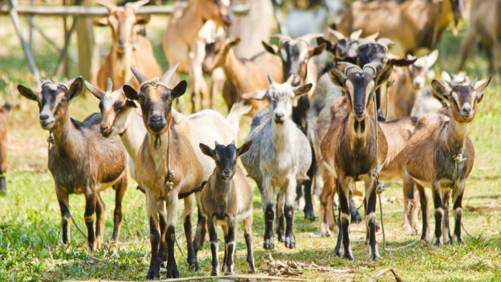 Bakri Palan Kaise kare: एक बकरी को रोजाना केवल 2–3 किलो चारा और साफ पानी चाहिए. बकरी पालन के लिए महंगे शेड की जरूरत नहीं, मिट्टी और बांस से बना साधारण बाड़ा ही काफी है. सफाई और नियमित जांच पर ध्यान देने से नुकसान की संभावना न के बराबर रहती है.