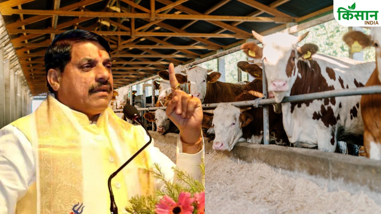 गोवर्धन पूजा पर नई पहल, कामधेनु योजना से गोपालकों को मिलेगा 10 लाख रुपये का अनुदान