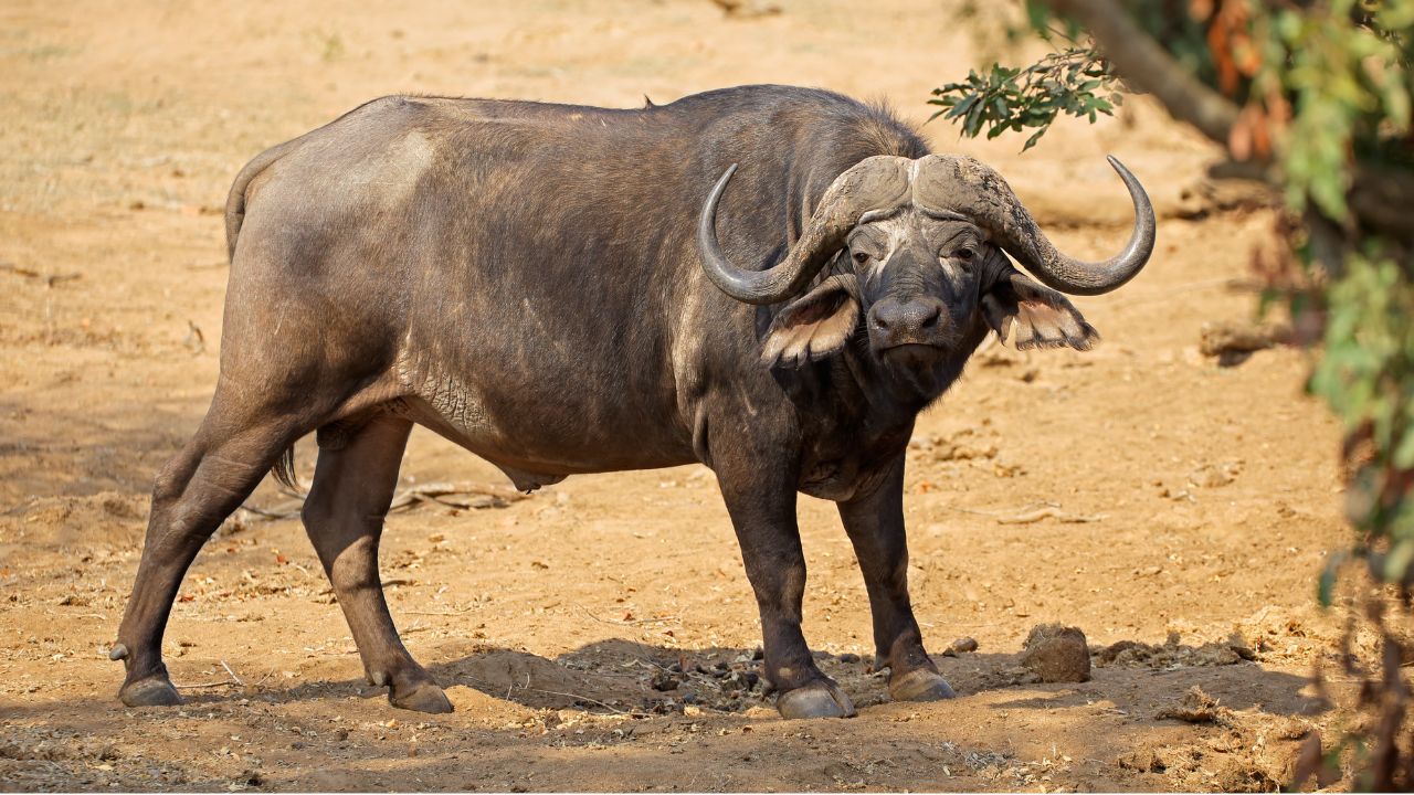 शेरों से लड़ने की ताकत रखती है ये भैंस, दूध देने में भी सबसे आगे