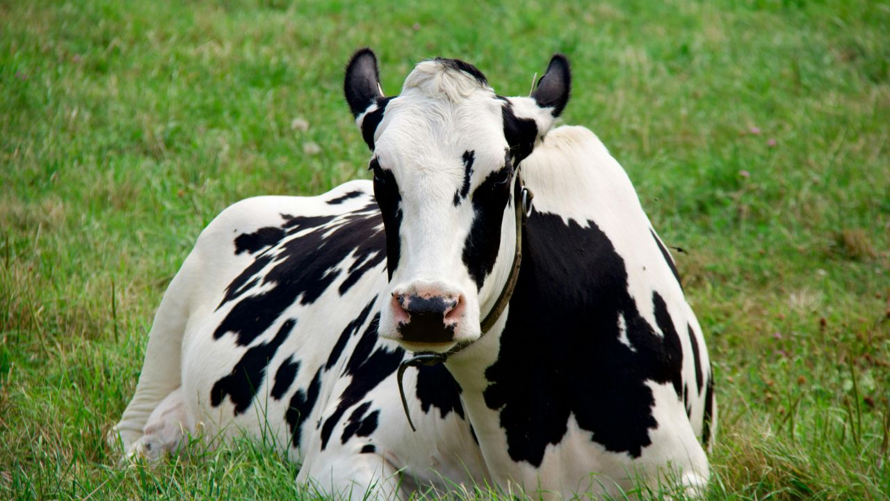 Jersey Cow: जानें कैसे जर्सी गाय पालकर किसान बढ़ा सकते हैं कमाई, पशुपालन के टिप्स