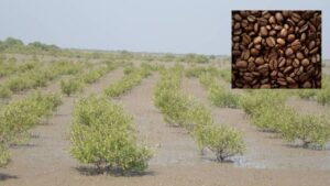 कोरापुट कॉफी की दुनियाभर में चर्चा, पूर्वोत्तर में भी बढ़ रही Coffee Farming, पीएम ने मैंग्रोव वनों की जरूरत बताई कोरापुट कॉफी की दुनियाभर में चर्चा, पूर्वोत्तर में भी बढ़ रही Coffee Farming, पीएम ने मैंग्रोव वनों की जरूरत बताई