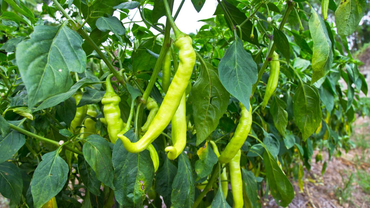 अब मिर्च सहित कई फसलों पर नहीं लगेंगे कीट, Tropical Agro ने लॉन्च किया कीटनाशक