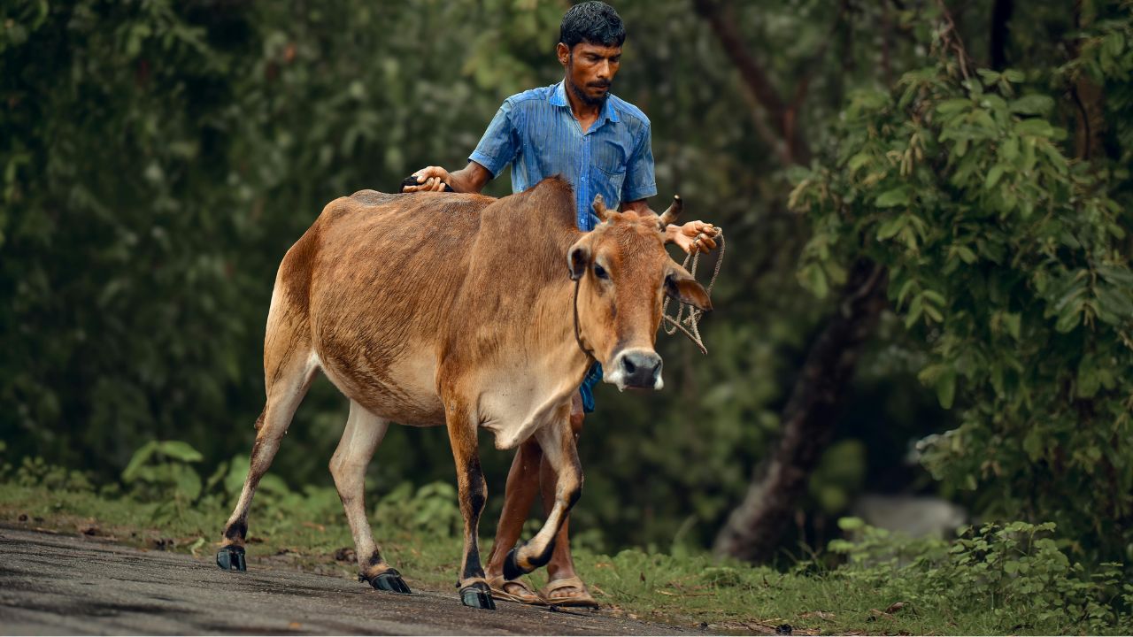 Rajasthan News: पशुपालकों को मिली एक साथ 7 महीने की सब्सिडी, 364 करोड़ रुपये खाते में भेजे गए