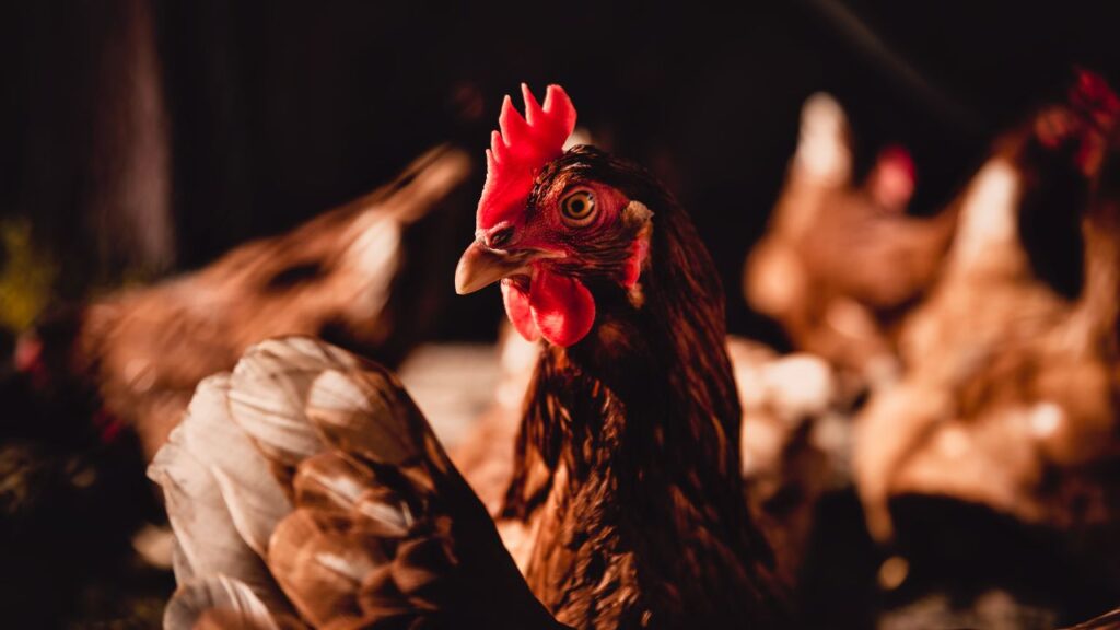Poultry Business: लड़ाई वाले मुर्गों को तैयार होने में करीब 1 साल का समय लगता है. लेकिन इसकी कीमत ₹3,000 से ₹10,000 तक पहुंच जाती है. जितनी अच्छी ट्रेनिंग और देखभाल, उतनी ही ऊंची कीमत, यानी सालभर में हजारों का मुनाफा.