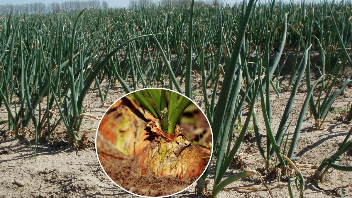 Chief Minister N Chandrababu Naidu Directed Officials To Encourage Farmers Cultivate Improved Varieties Onions