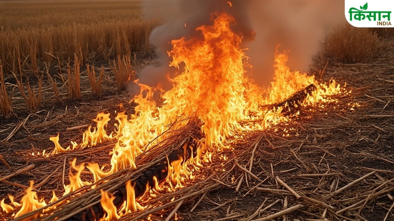 दिवाली पर आए पराली जलाने के सबसे अधिक मामले, 50 के पार पहुंचा आंकड़ा.. FIR दर्ज