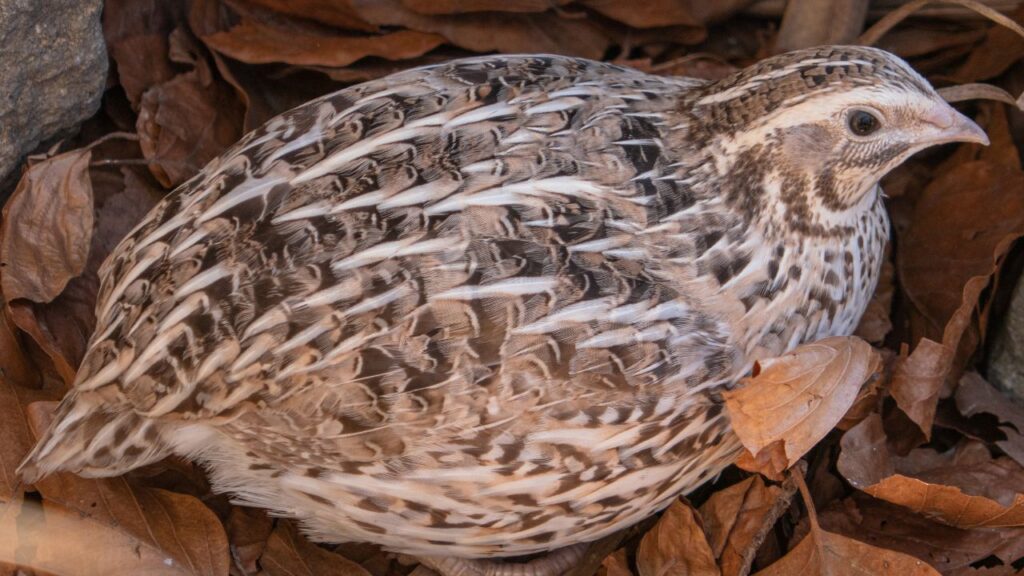 Japanese quail farming: जापानी बटेर अपनी तेजी से बढ़ने की क्षमता के लिए जानी जाती है. यह सिर्फ 5 से 6 हफ्तों में अंडे देना शुरू कर देती है और 7वें हफ्ते तक पूरी तरह से मार्केट में बेचने लायक हो जाती है. यानी मुर्गी पालन की तुलना में बहुत जल्दी रिटर्न देती है. Japanese quail farming: जापानी बटेर अपनी तेजी से बढ़ने की क्षमता के लिए जानी जाती है. यह सिर्फ 5 से 6 हफ्तों में अंडे देना शुरू कर देती है और 7वें हफ्ते तक पूरी तरह से मार्केट में बेचने लायक हो जाती है. यानी मुर्गी पालन की तुलना में बहुत जल्दी रिटर्न देती है.