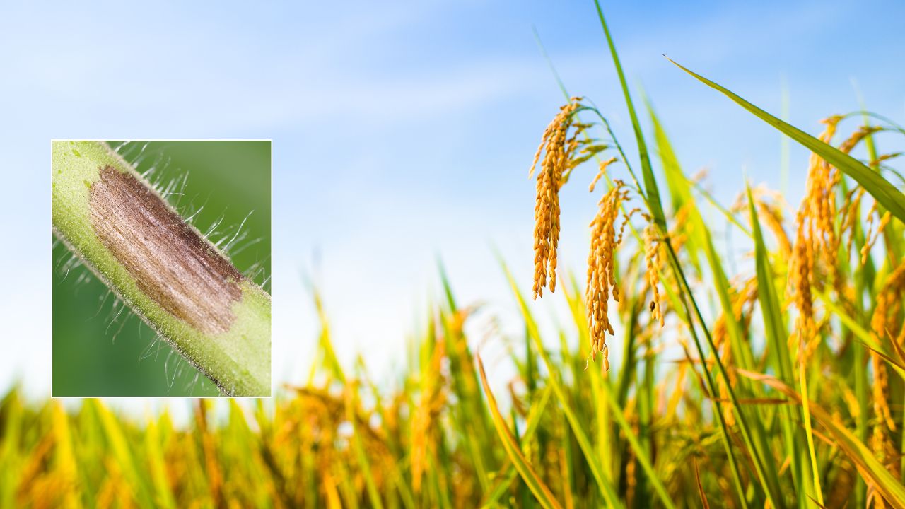 Paddy Disease: धान फसल पर गलका रोग का खतरा बढ़ा, ये 5 उपाय अपनाकर बचाएं फसल