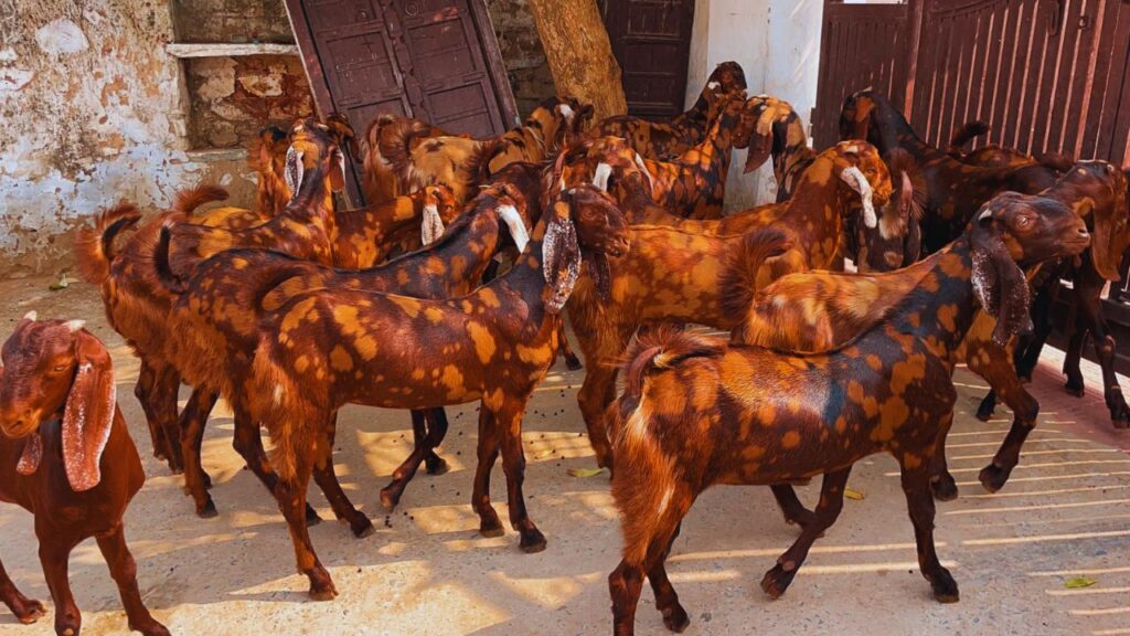 Sirohi Goat Farming: सिरोही बकरियों की मांग तेजी से बढ़ रही है. यह नस्ल बाजार में अच्छे दाम पर बिकती है. इन्हें आसानी से उनके भूरे या काले रंग पर बने सफेद या भूरे निशान से पहचाना जा सकता है. Sirohi Goat Farming: सिरोही बकरियों की मांग तेजी से बढ़ रही है. यह नस्ल बाजार में अच्छे दाम पर बिकती है. इन्हें आसानी से उनके भूरे या काले रंग पर बने सफेद या भूरे निशान से पहचाना जा सकता है.