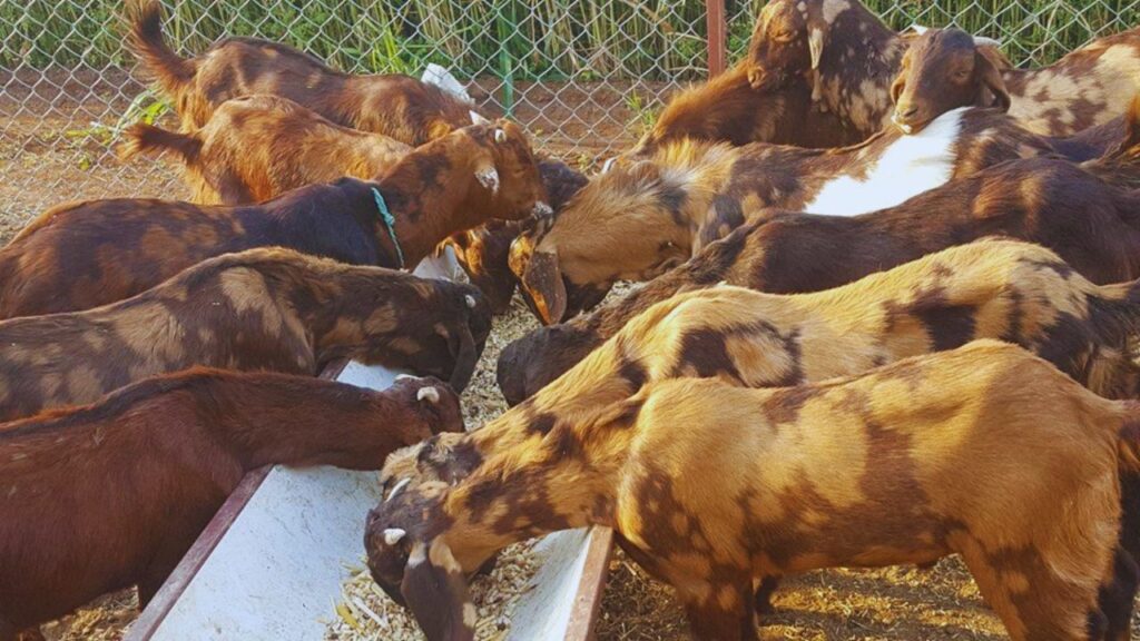Sirohi Bakri: सिरोही बकरियां साल में दो बार बच्चे देती हैं और इनमें अधिकांश बच्चे जुड़वा होते हैं. इसका सीधा फायदा यह है कि पशुपालक थोड़े समय में अपनी बकरी संख्या बढ़ा सकते हैं और जल्दी मुनाफा कमा सकते हैं. जुड़वा बच्चों के होने से पालन लागत कम रहती है. Sirohi Bakri: सिरोही बकरियां साल में दो बार बच्चे देती हैं और इनमें अधिकांश बच्चे जुड़वा होते हैं. इसका सीधा फायदा यह है कि पशुपालक थोड़े समय में अपनी बकरी संख्या बढ़ा सकते हैं और जल्दी मुनाफा कमा सकते हैं. जुड़वा बच्चों के होने से पालन लागत कम रहती है.