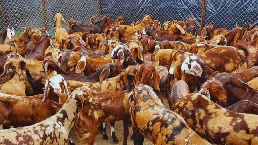 Sirohi Goat Milk: सिरोही बकरियां रोज औसतन 1 से डेढ़ लीटर दूध देती हैं. दूध की नियमित आपूर्ति से पशुपालकों की आय में स्थिरता आती है और आर्थिक स्थिति मजबूत होती है. इसके अलावा, सिरोही बकरियों का दूध पोषण और गुणवत्ता में भी अच्छा माना जाता है. Sirohi Goat Milk: सिरोही बकरियां रोज औसतन 1 से डेढ़ लीटर दूध देती हैं. दूध की नियमित आपूर्ति से पशुपालकों की आय में स्थिरता आती है और आर्थिक स्थिति मजबूत होती है. इसके अलावा, सिरोही बकरियों का दूध पोषण और गुणवत्ता में भी अच्छा माना जाता है.