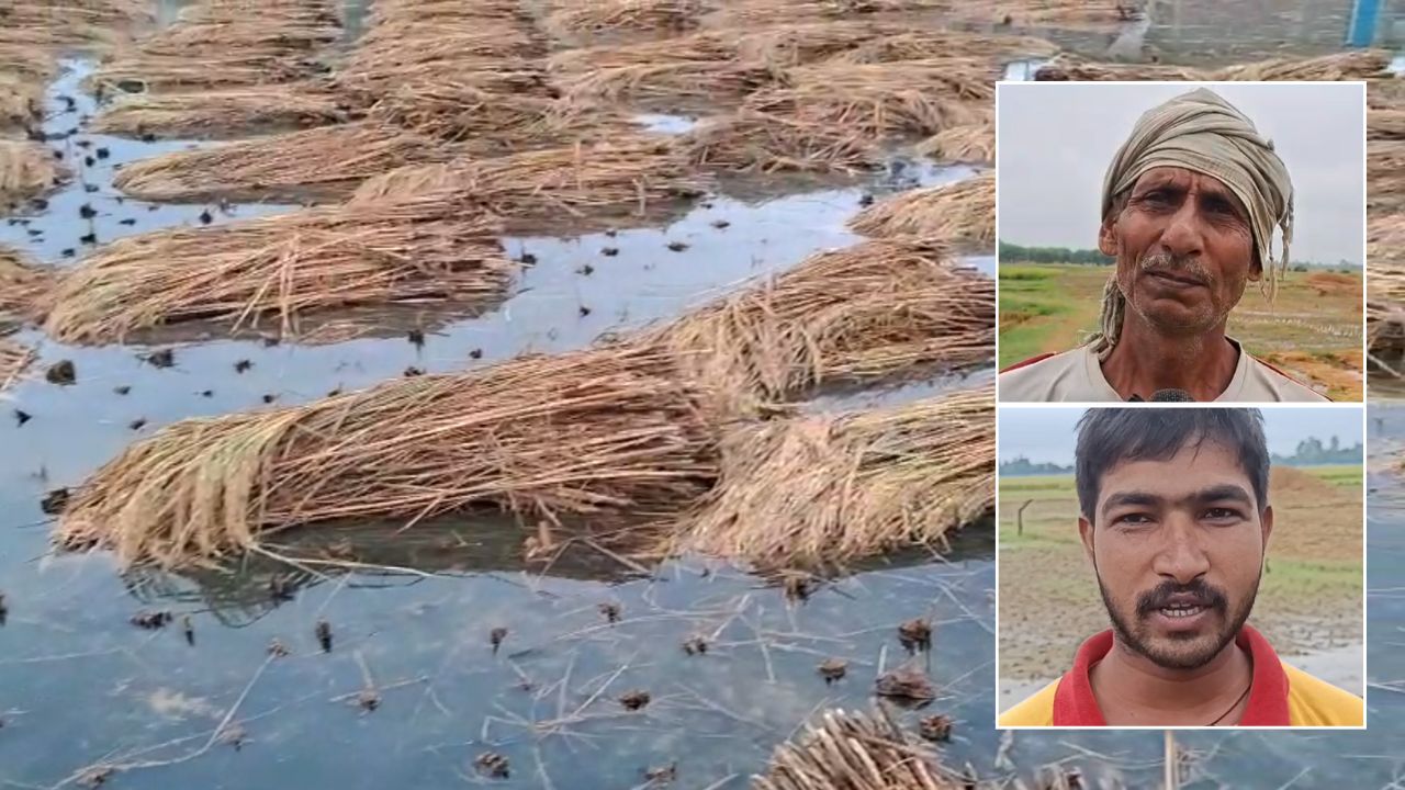 बारिश ने किसानों की मेहनत पर पानी फेरा, कई हजार एकड़ कटी फसल डूबी, मुआवजा पर आया अपडेट