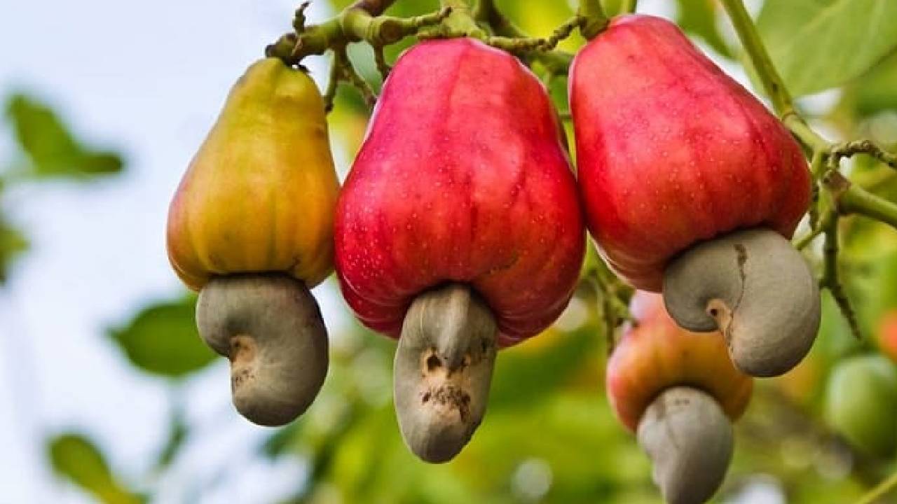 काजू की खेती से होगी बंपर कमाई, 12 महीने रहती है बाजार में जबरदस्त डिमांड