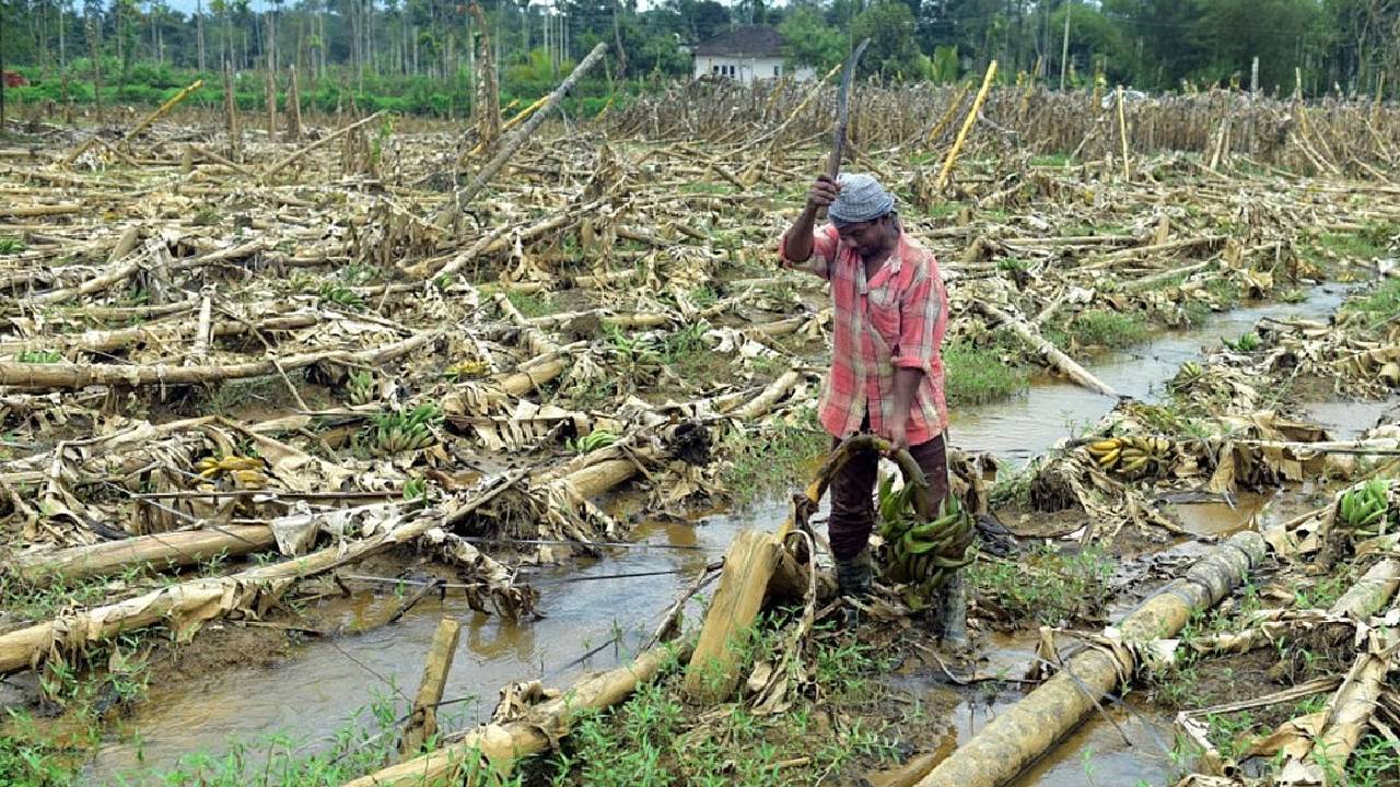 महाराष्ट्र में किसान रो रहे प्याज के आंसू, जानिए क्यों दूसरी फसलें नष्ट करने पर हुए मजबूर?