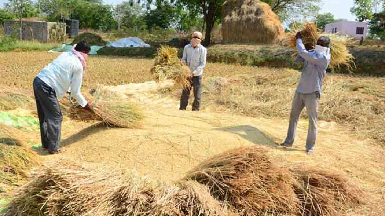 केंद्र ने 10 फीसदी तक क्षतिग्रस्त धान खरीद की मंजूरी दी, फैसला लेने में देरी पर किसान-मिलर्स नाराज