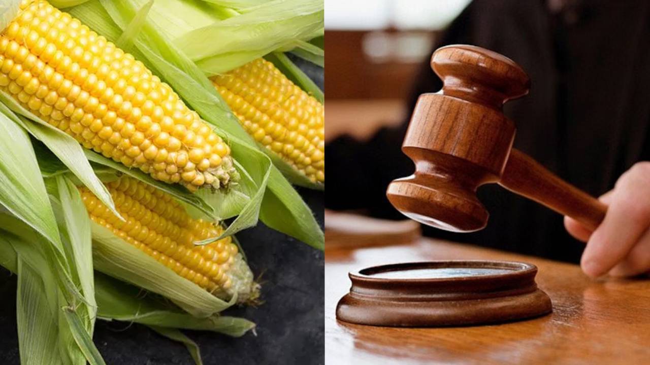उच्च न्यायालय ने GM फूड पर लगाई रोक, नियम बनने तक बिक्री और आयात प्रतिबंधित